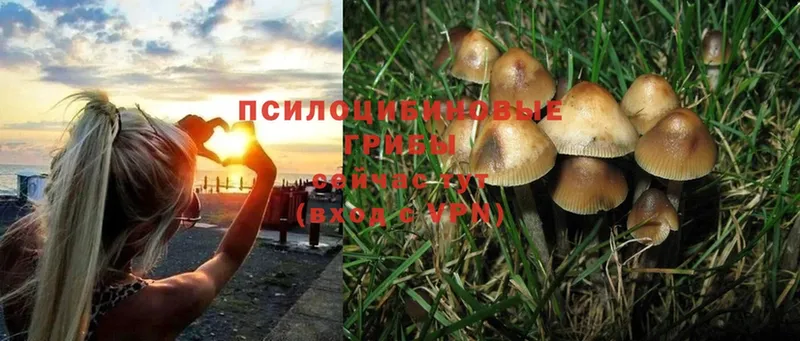 купить наркотик  Новомосковск  Псилоцибиновые грибы Psilocybe 